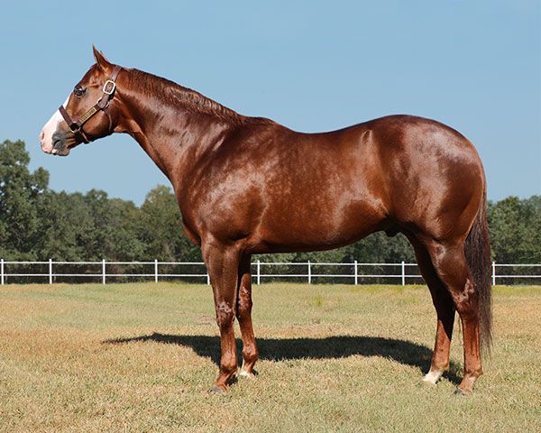 Stallion photographed from a specific angle