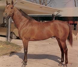 Jet Injun, trained by Ronald Briley, was named the AQHA Racing Champion Aged Stallion in 1971.