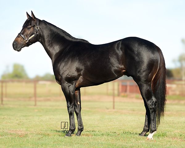 Stallion photographed from a specific angle