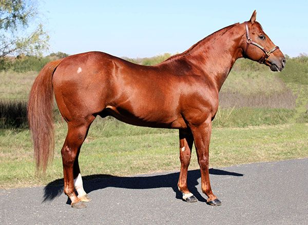 Stallion photographed from a specific angle