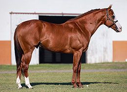 Bloodstock Media Company