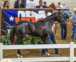 Hip #366 Eyedios sold for a record-breaking $360,000 in the TQHA Yearling Sale.