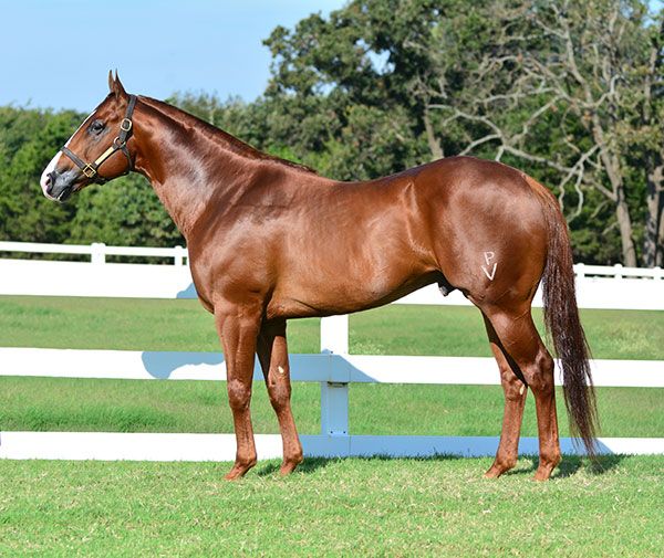 Stallion photographed from a specific angle