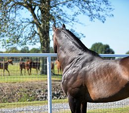 Game Patriot will remain an iconic stallion for years to come.