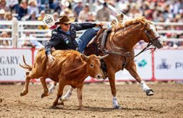What We Gonna Do Is, won just one Quarter Horse race for Weeks, but topped $200,000 as a World Champion Steer Wrestling competitor. Courtesy of Donna Dickinson Weeks