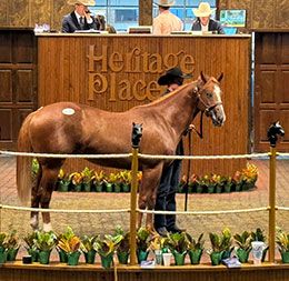 Hip #610 Bubble Wrapp, a brother to AQHA Racing Champion Filly Dark Nme, was Friday's sale-topper for $250,000.