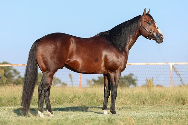 Stallion photographed from a specific angle