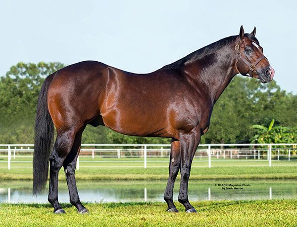 Stallion photographed from a specific angle