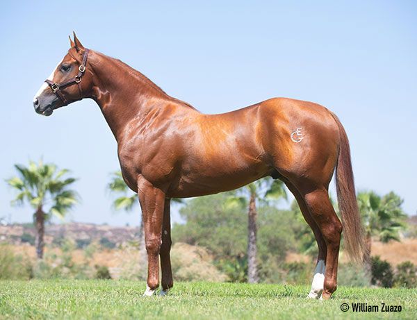 Stallion photographed from a specific angle