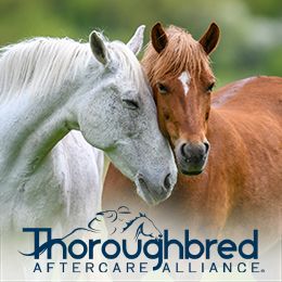 Thoroughbred Aftercare Alliance, who will be honored on March 21 at Sam Houston Race Park with a race on Texas Champions Day will be on site throughout the event.