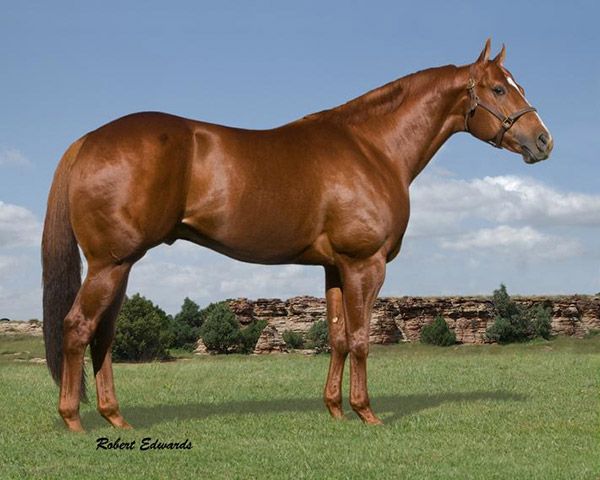 Stallion photographed from a specific angle