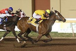 Prospect To The Top’s leading earner Dicecapedes shown winning the Laico Bird Stakes at Remington Park, his first of four career stakes victories.