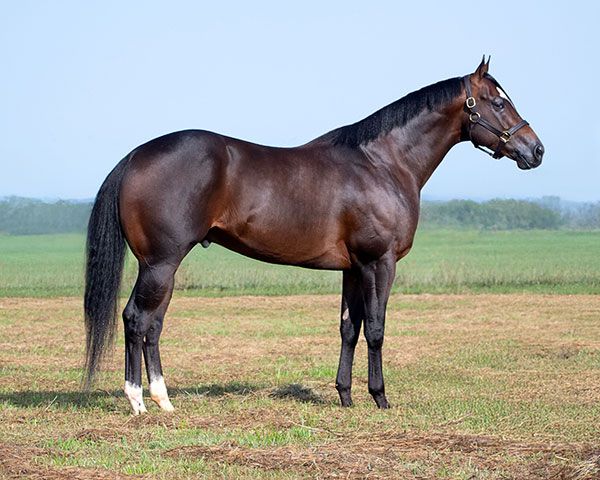 Stallion photographed from a specific angle