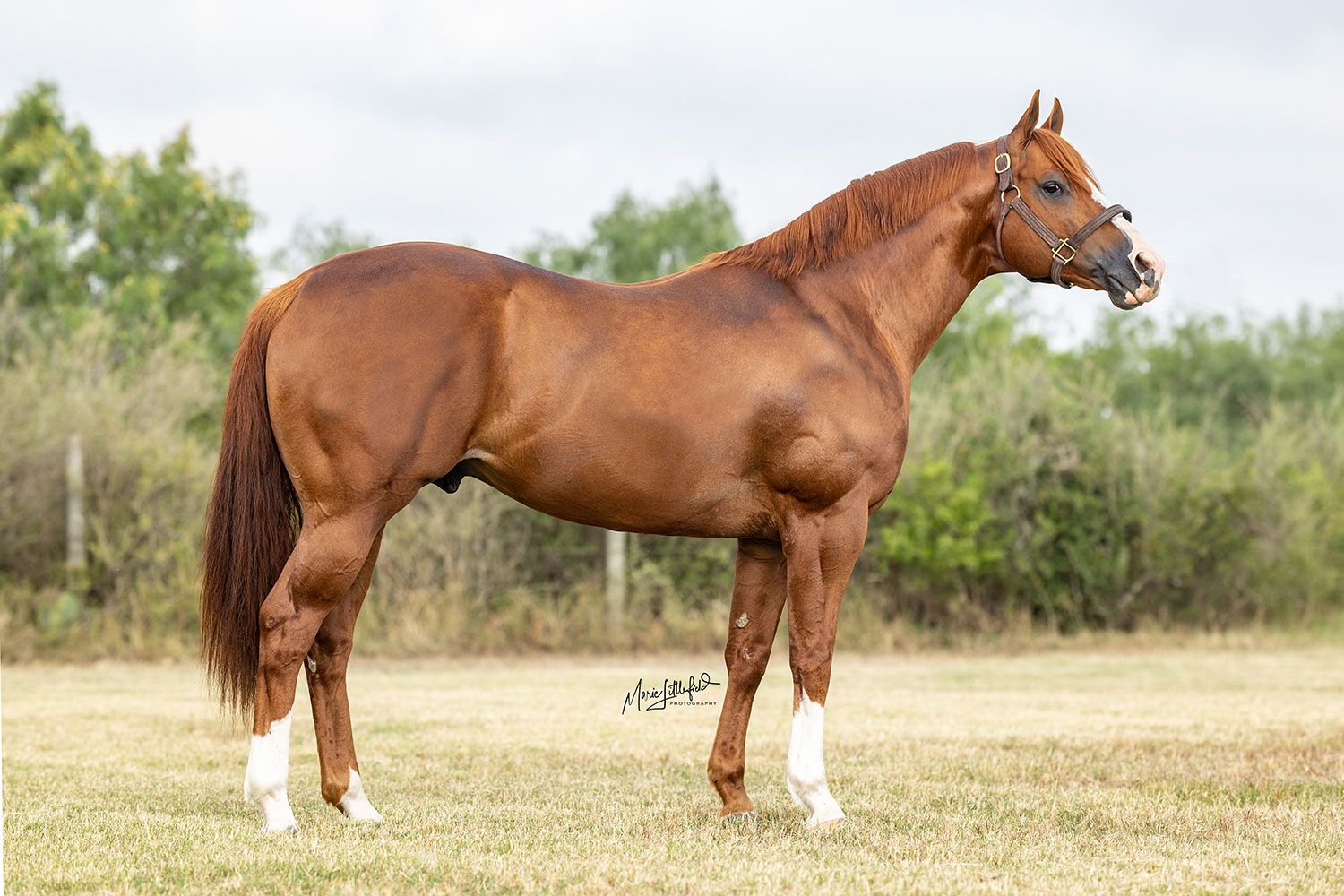Chilitos is the #2 Leading Thrid-Crop Sire of Money Earners in 2026.