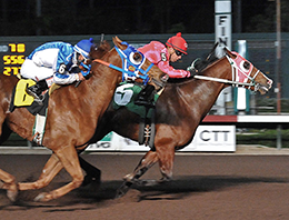 Moonist, by Separatist, defeating world champion Heza Dasha Fire in the Grade 1 Los Alamitos Winter Championship.