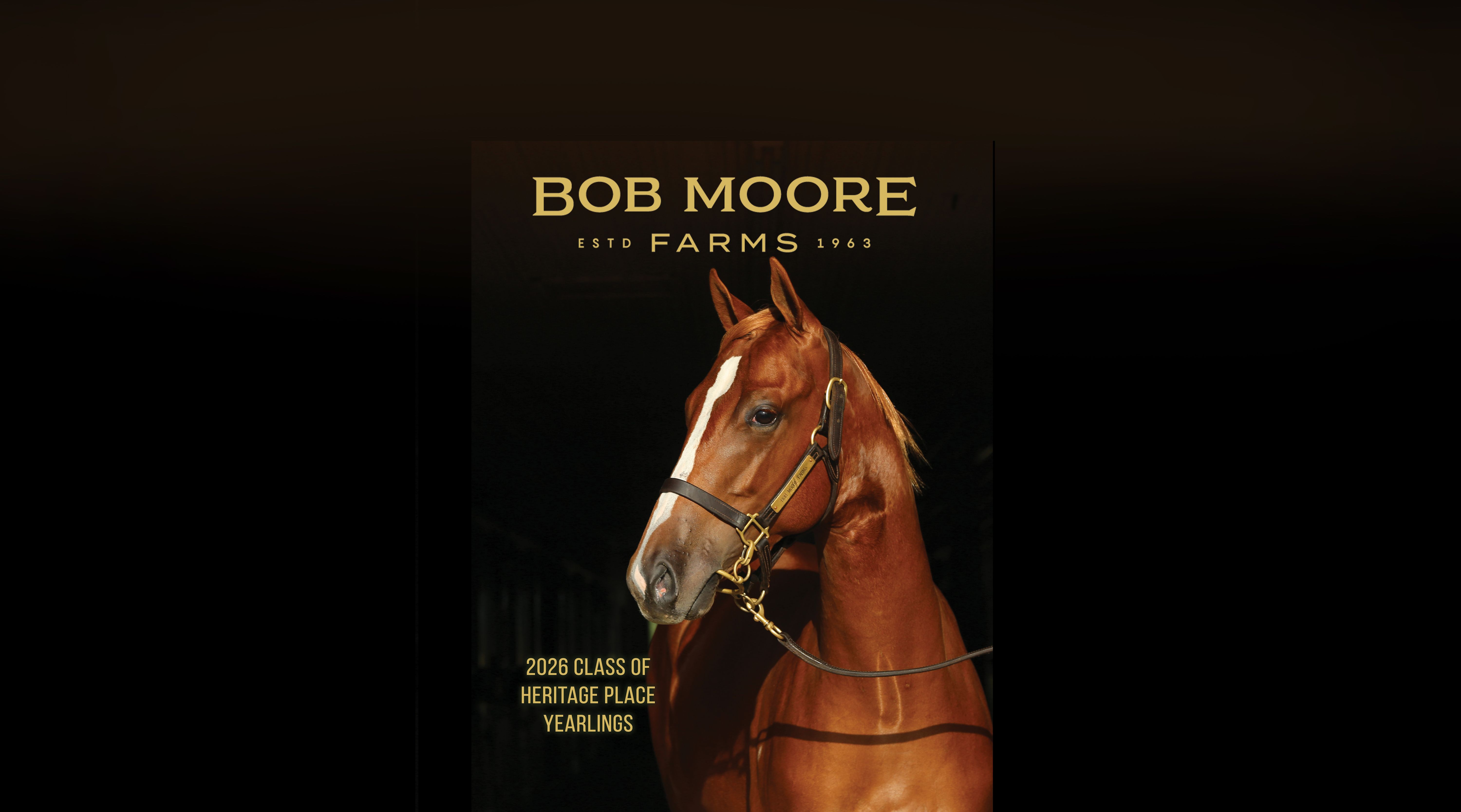 Plugged In Equine Marketing