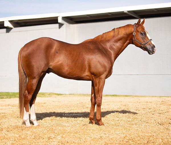 Stallion photographed from a specific angle