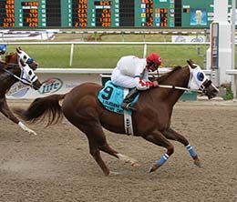 Zupers Quick Dash, under jockey Gilbert Ortiz, won the $100,000 Louisiana Champions Day Classic in 2010 at Fair Grounds Race Course.