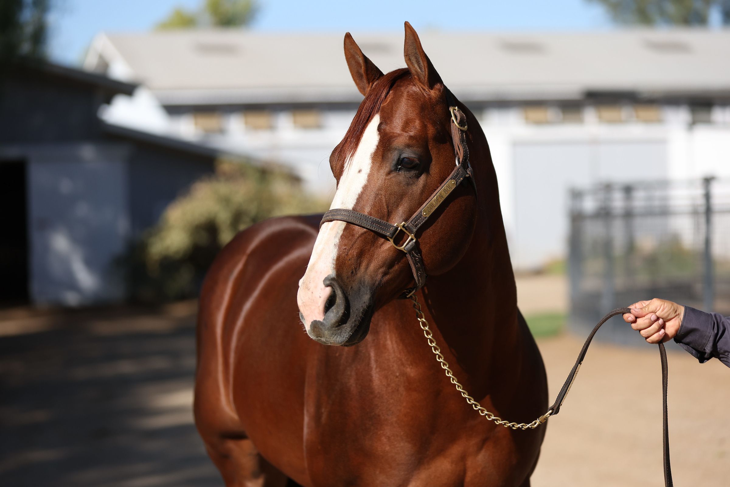 Stallion photographed from a specific angle