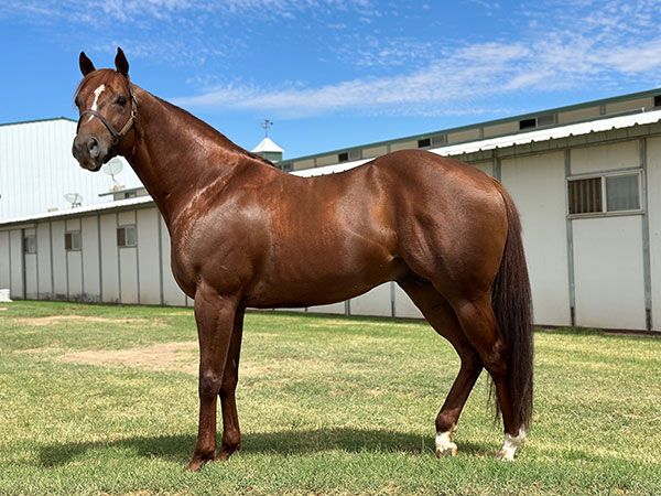 Stallion photographed from a specific angle