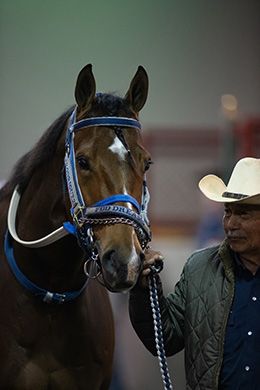 Champion 3-Year-Old Gelding FDD Dreams.