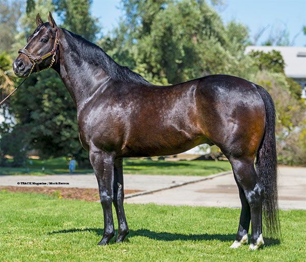 Stallion photographed from a specific angle