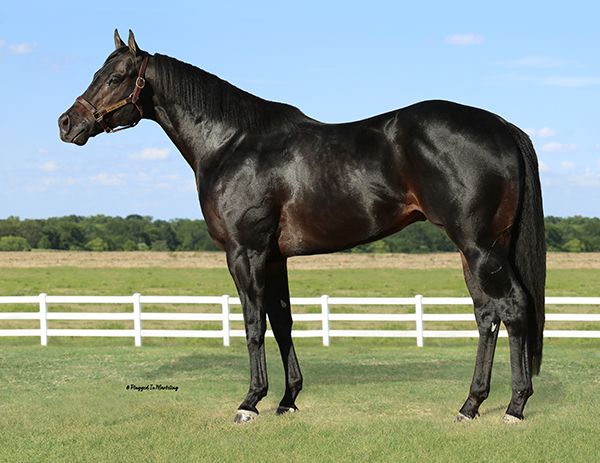 Stallion photographed from a specific angle