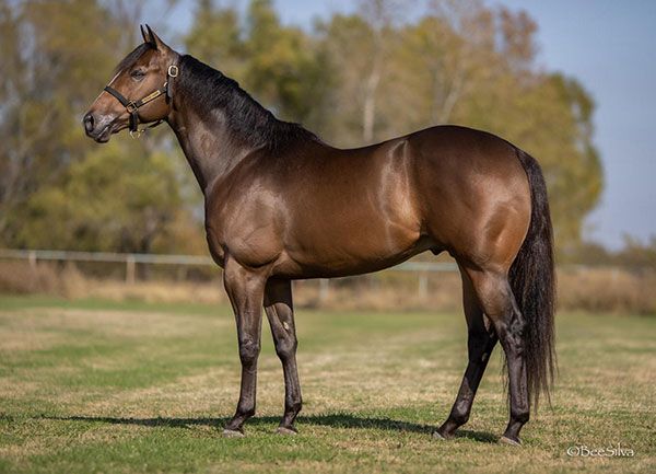 Stallion photographed from a specific angle