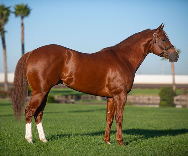 Stallion photographed from a specific angle