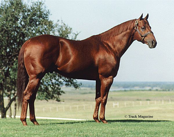 Stallion photographed from a specific angle