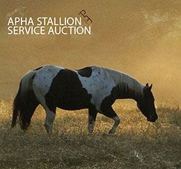 The American Paint Horse Association's Stallion Service Auction started on December 1st, 2024 and ends on January 26, 2025.