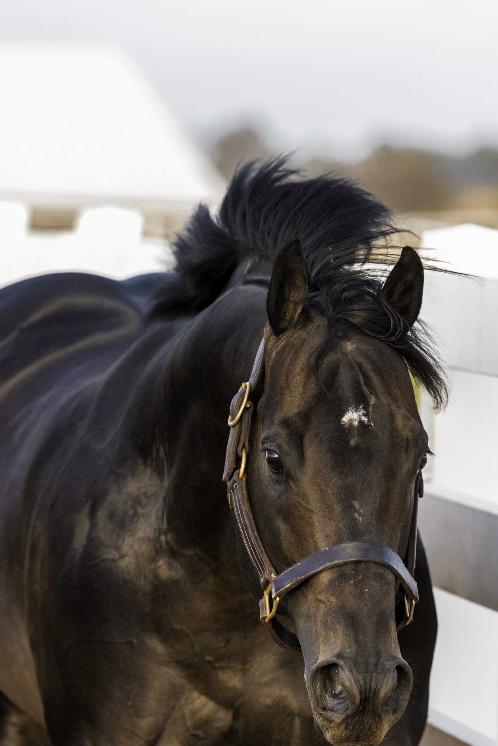 Stallion photographed from a specific angle