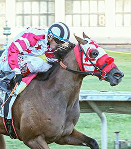 Ernesto Salinas, Jr.  / StallioneSearch