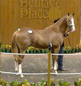 Hip #265 AJ Supreme was the day two sale-topper for $175,000 on Thursday.