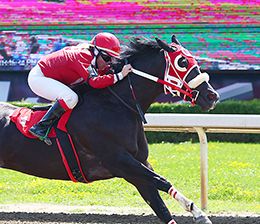 The impressive filly Rbybybaby is three for three since arriving at Ajax Downs this year. She won the first Princess Derby Trial.