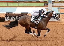Apolitical Valor, under jockey Jacob Enriquez, qualified in the ninth trial on Saturday.