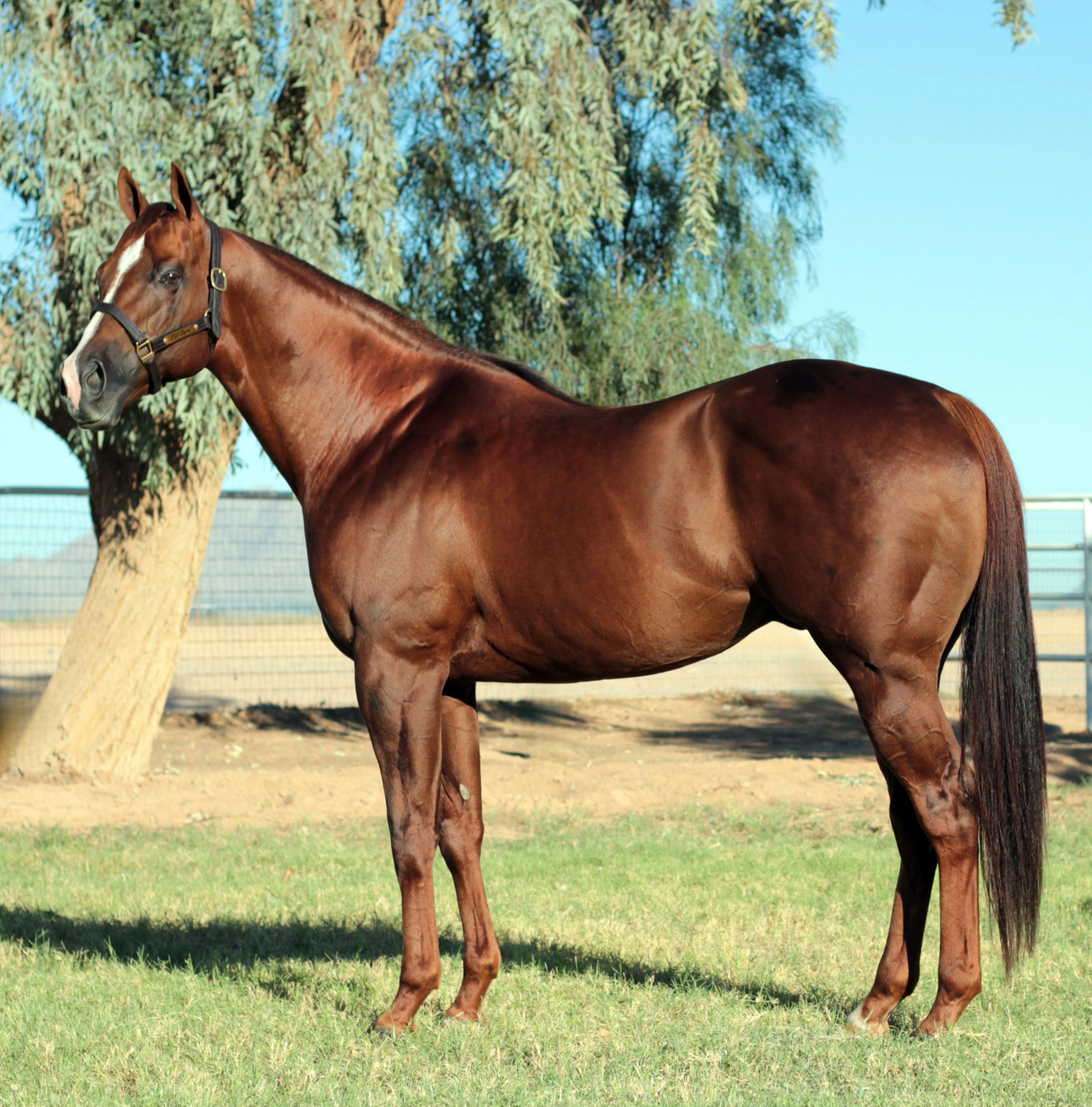 Stallion photographed from a specific angle