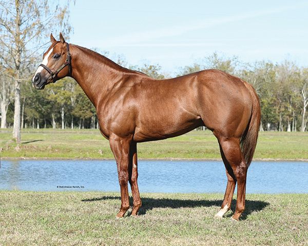 Stallion photographed from a specific angle