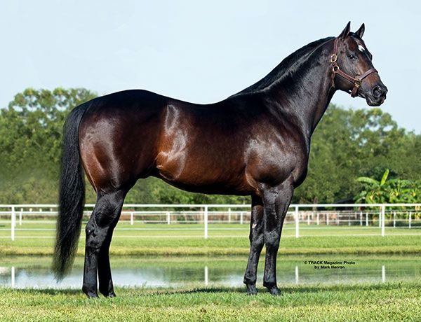 Stallion photographed from a specific angle