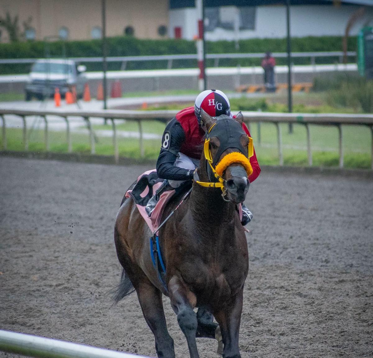 BR Chago Heads the Mexican Bred Derby Challenge on Sunday