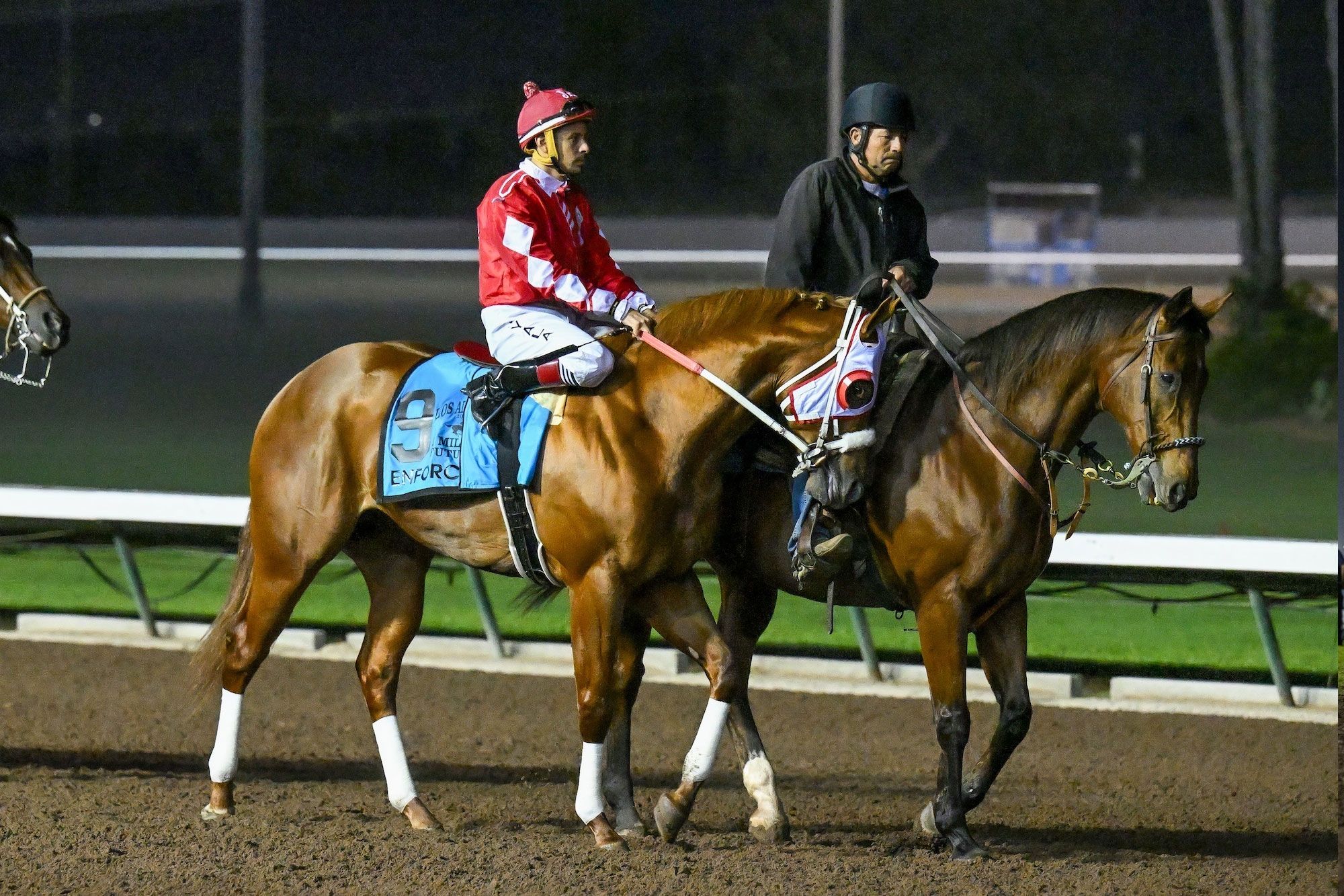 Stallion photographed from a specific angle
