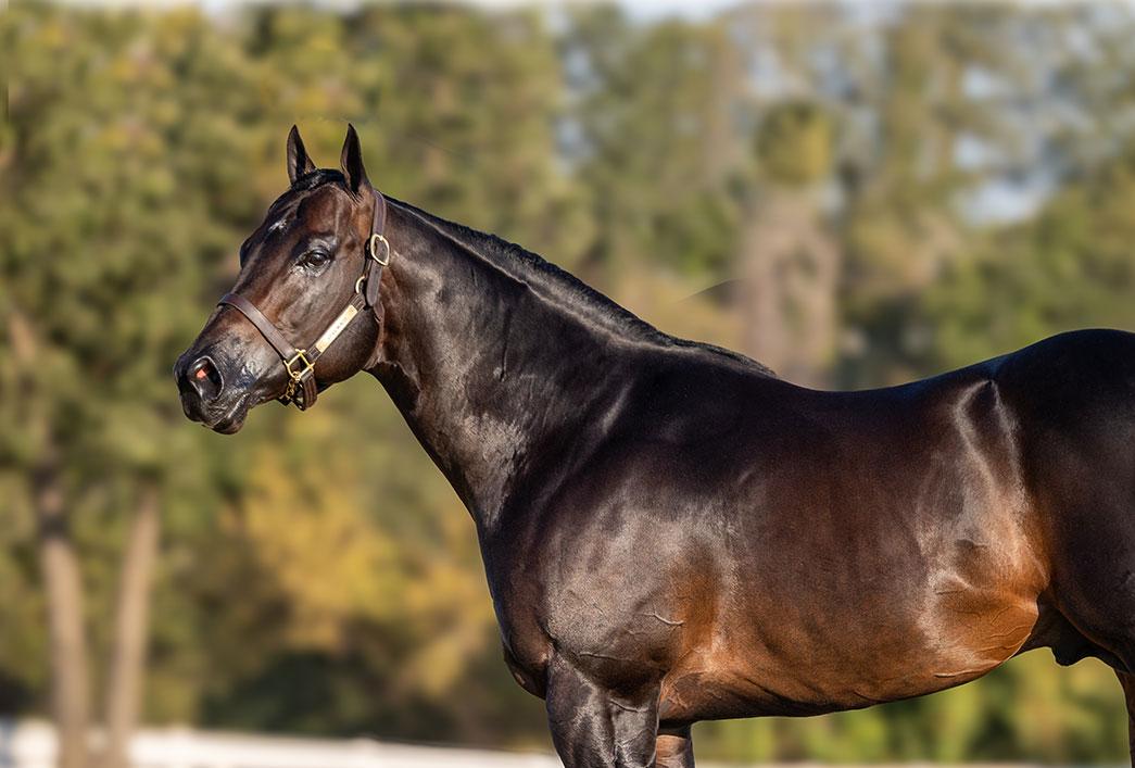 Leading Second Crop Sire Cyber Monday's 2027 Stud Fee Set at $6,000