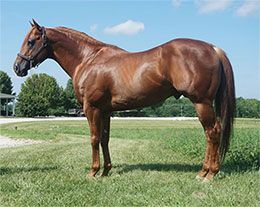 Habit Secret will stand the 2026 season at West Central Vet Services