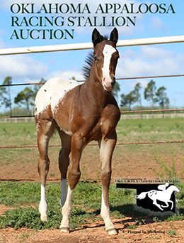 Plugged In Equine Marketing