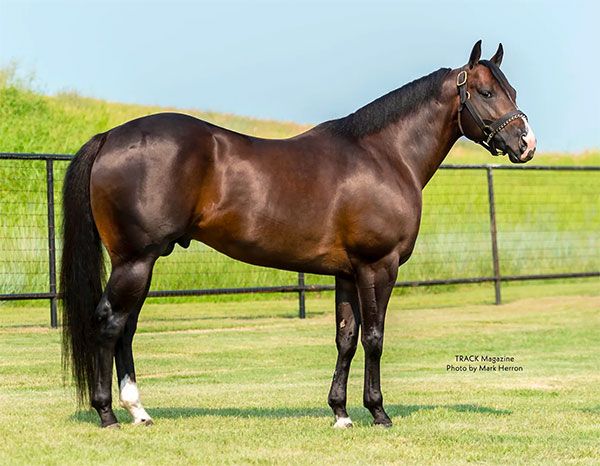 Stallion photographed from a specific angle