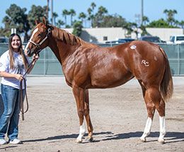 Champion breeder Bobby D. Cox paid $450,000 for AJ Wise Lady, a sister to champion A Political Lady.