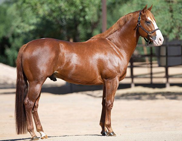 Stallion photographed from a specific angle
