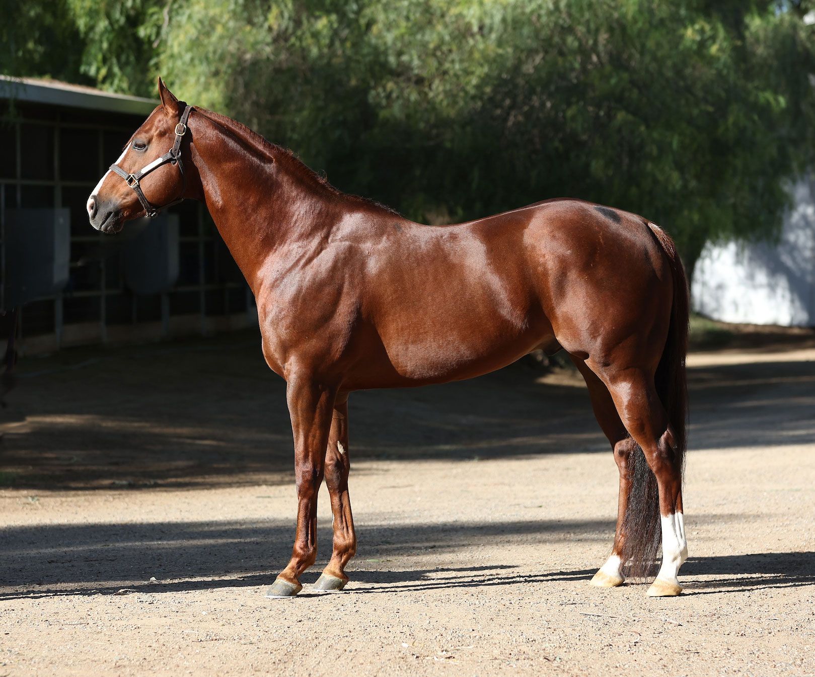 Stallion photographed from a specific angle