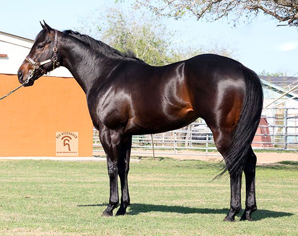 Stallion photographed from a specific angle