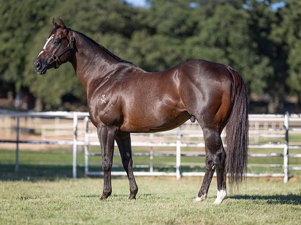 Stallion photographed from a specific angle